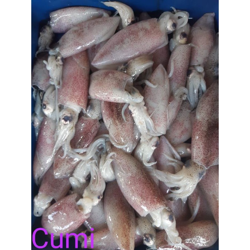 

CUMI SEGAR/500grm