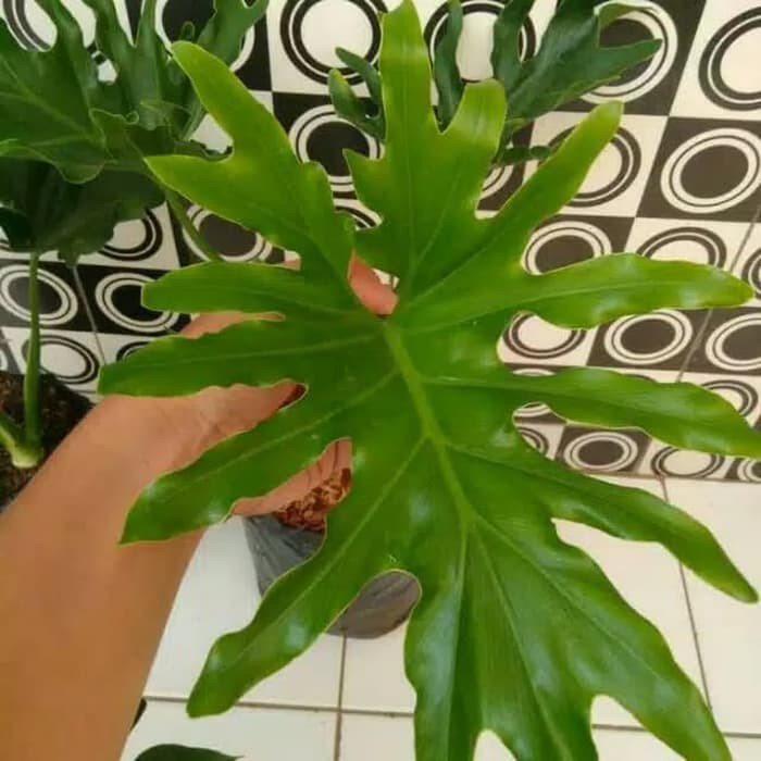 Tanaman Hias Monstera Jari Philodendron Jari Tanaman Indoor Shopee Indonesia