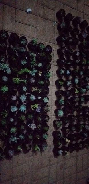 Kaktus Sukulen Paket 50 Pohon Bonus 50 Pot