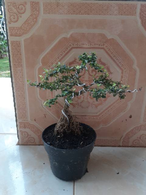 Tanaman bonsai mini seribu bintang - tanaman hias bonsai seribu bintang