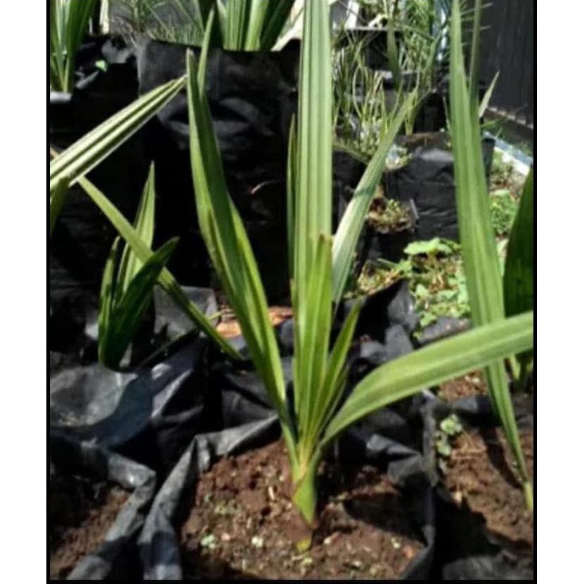 _ READY 2 BIBIT BUAH KURMA AJWA JANTAN DAN BETINA/ BIBIT /BIJI / AD@