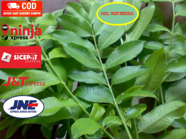 

Daun kedondong segar 100gram organik siap petik