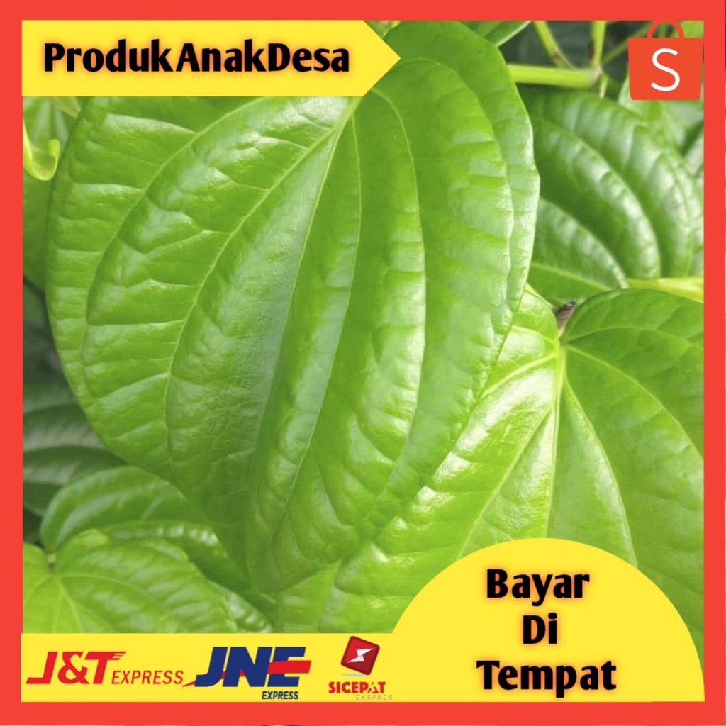 Jual Daun Sirih Segar Per Helai Lembar Segar Shopee Indonesia