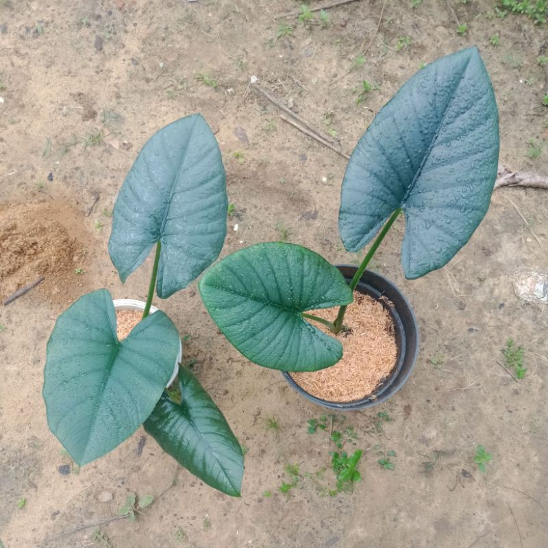 Alocasia Regina/alokasia regina murah/besar