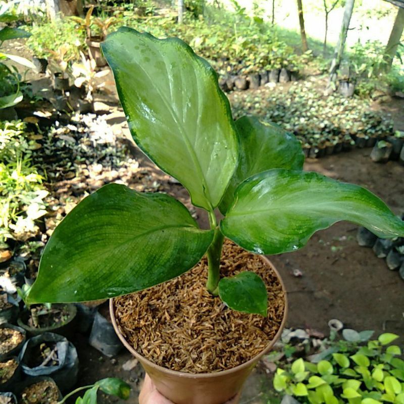 Tanaman Hias Diven Tisu silver / Bunga Diven Tisu