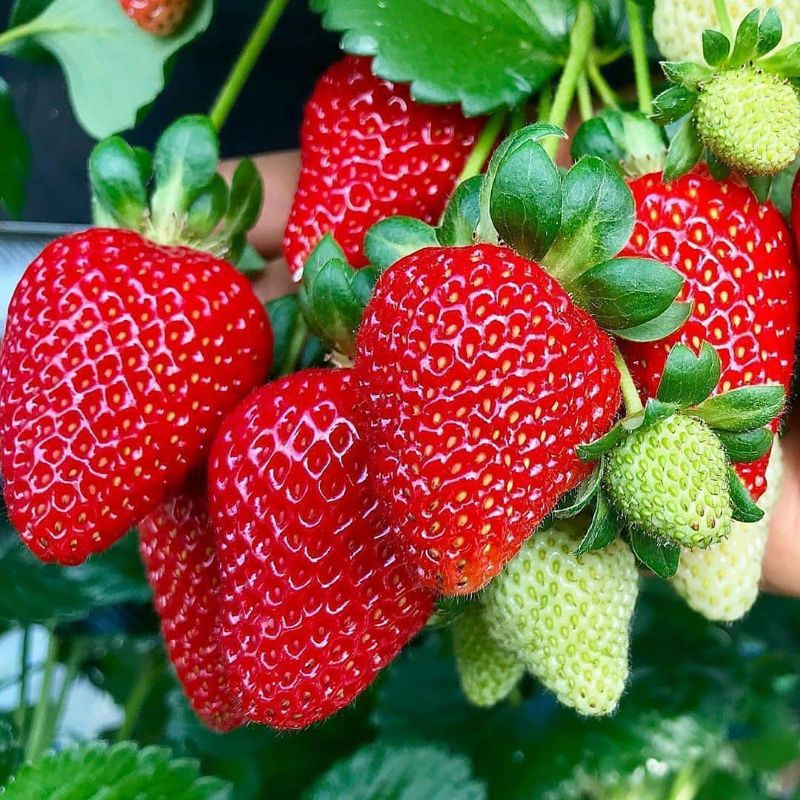 Bibit Strawberry California Berbuah / Tanaman Strawberry California Berbuah / Bibit Strawberry