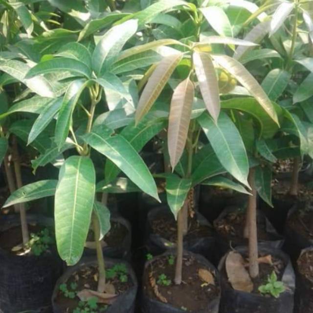 bibit tanaman MANGGA IRWIN | POHON MANGGA IRWIN OKULASI