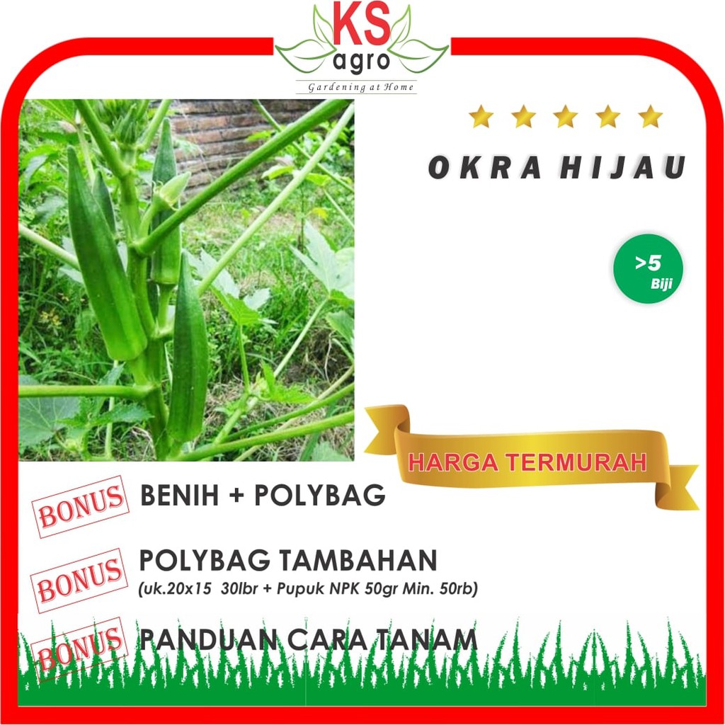 BENIH OKRA HIJAU BIBIT SAYURAN UNGGUL