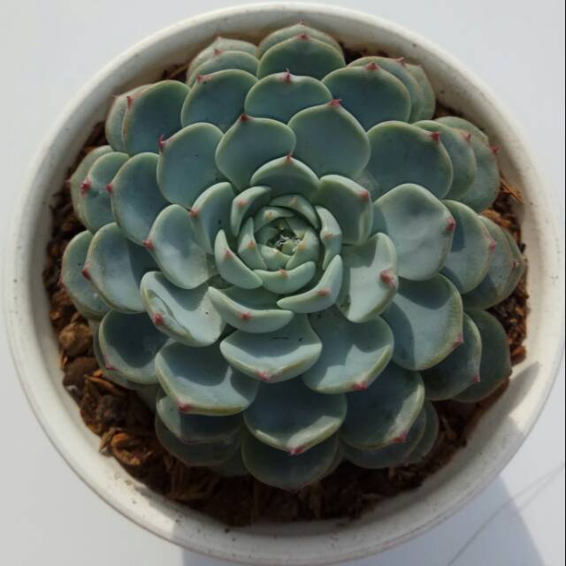 Echeveria Blue Minima