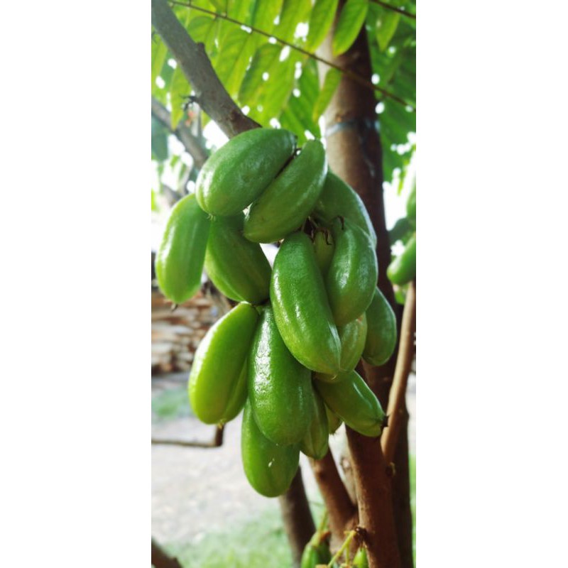 

Buah.