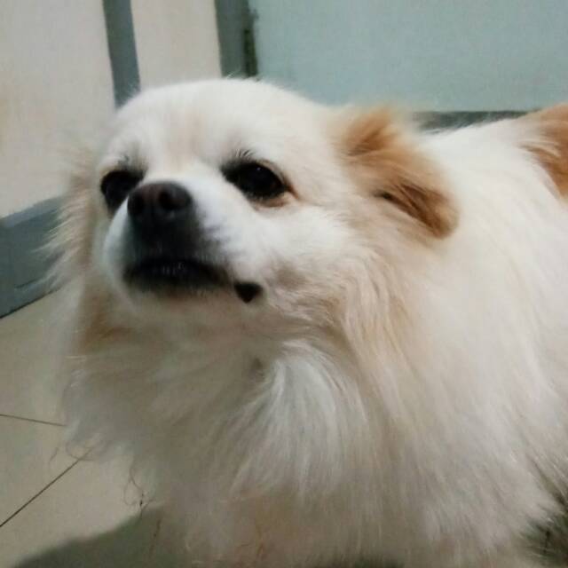 reginarafresia28