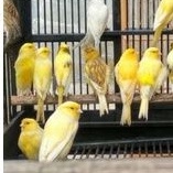 burung kenari betina siapan