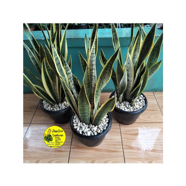 TANAMAN HIAS SENSIVERA/LIDAH MERTUA RIMBUN + POT HITAM