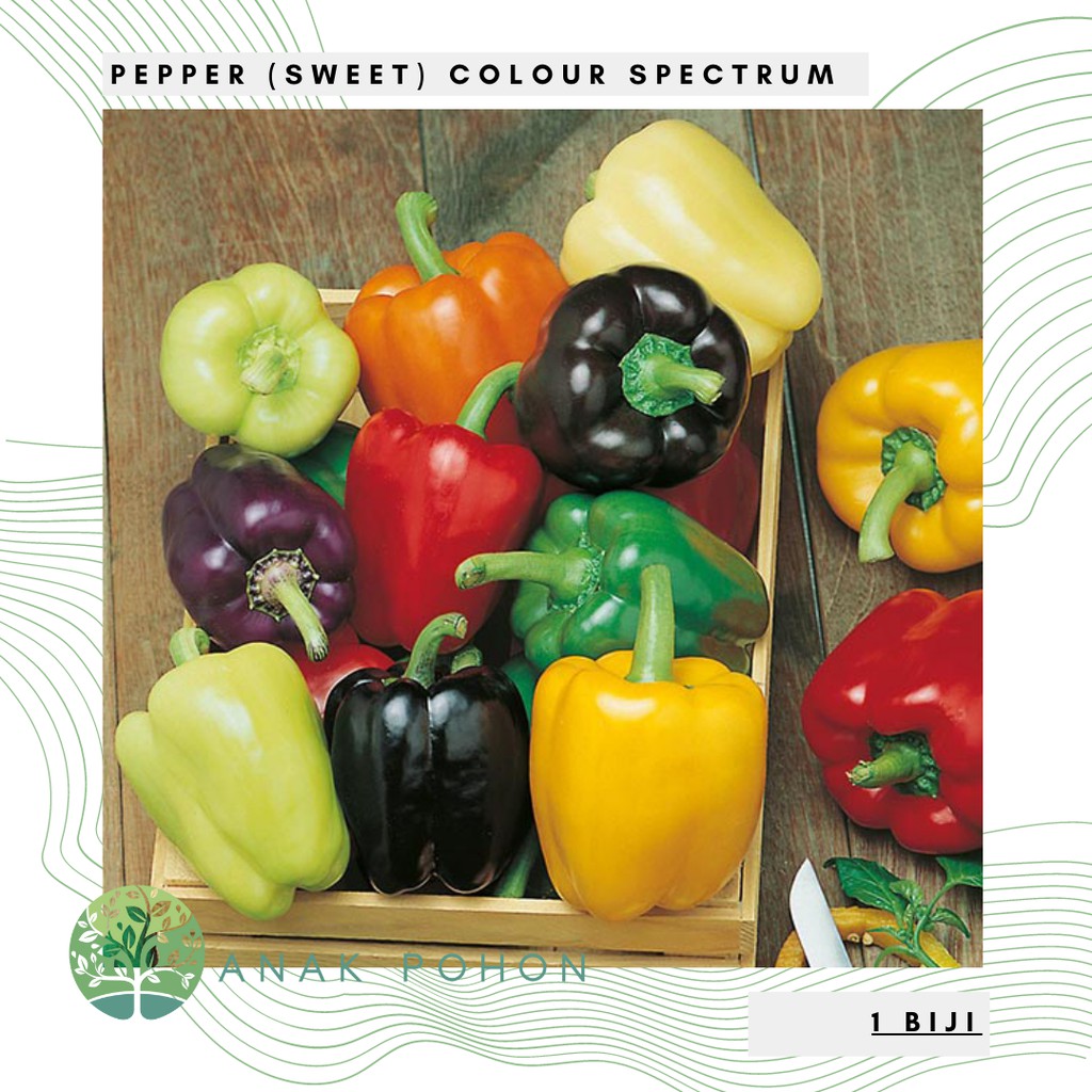 Benih Bibit Biji - Paprika Pepper (Sweet) Colour Spectrum Rainbow Seeds - IMPORT