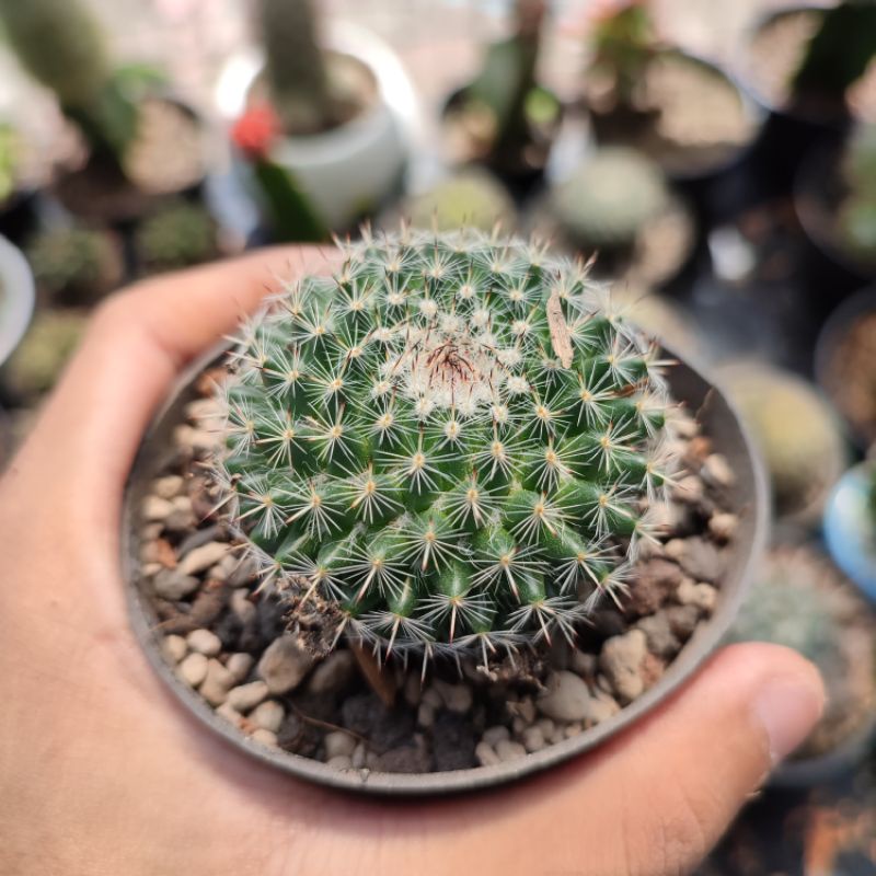 Mammillaria woodsii import ownroot