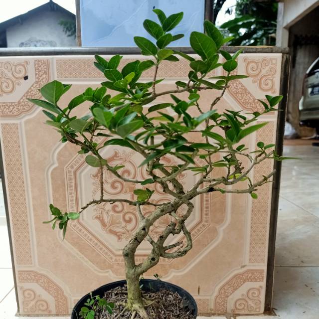 Bahan bonsai sancang unik - bonsai sancang