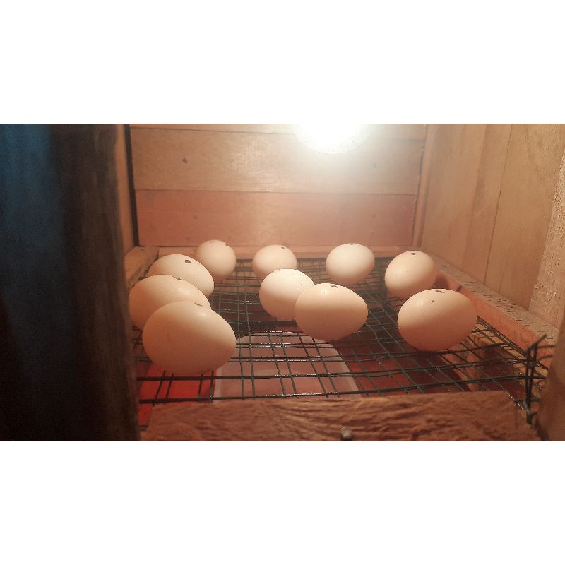 telur fertil ayam hutan merah sumatera