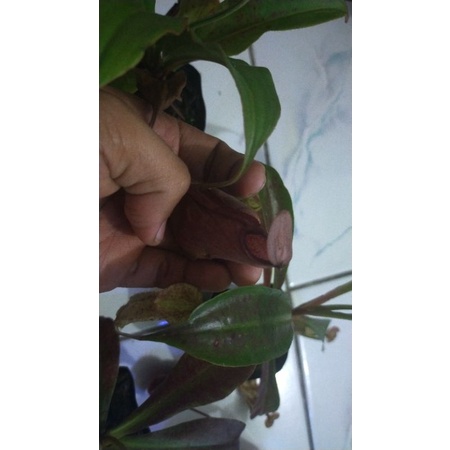 tanaman kantong semar