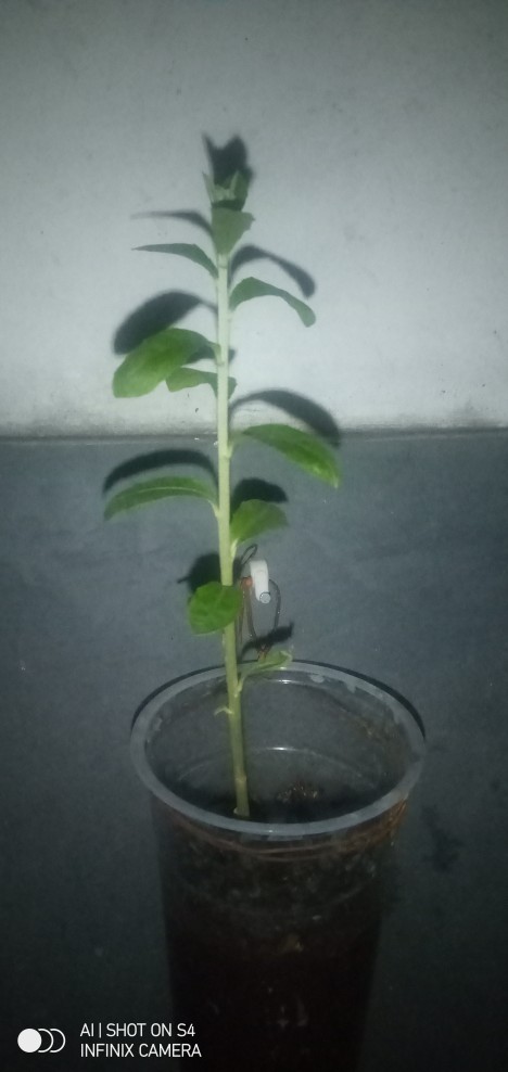 Promo Meja Setrika Lipat Serbaguna 100% Original