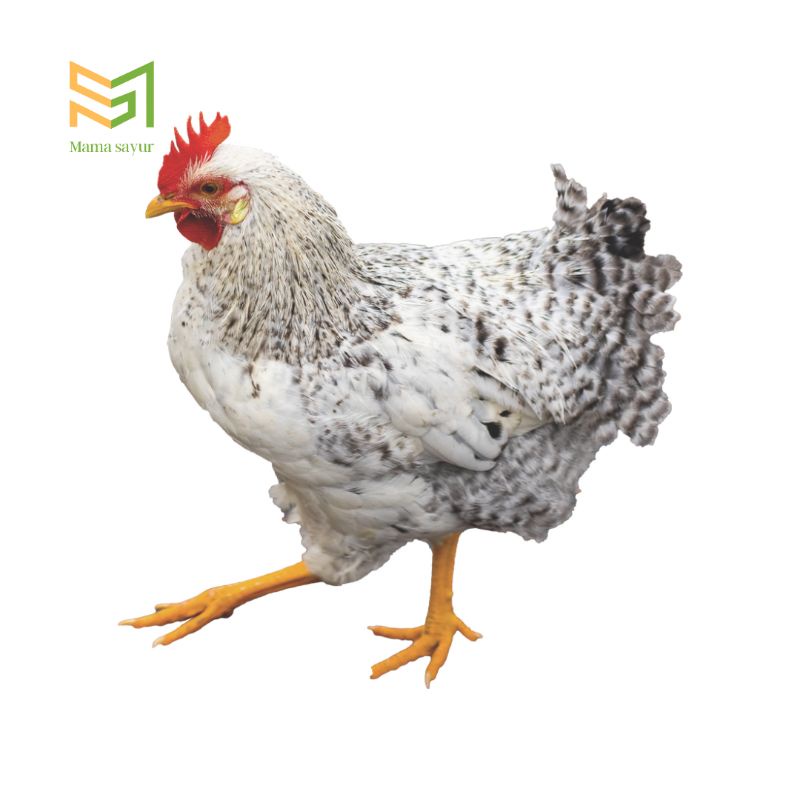 

Ayam kampung asli segar per ekor