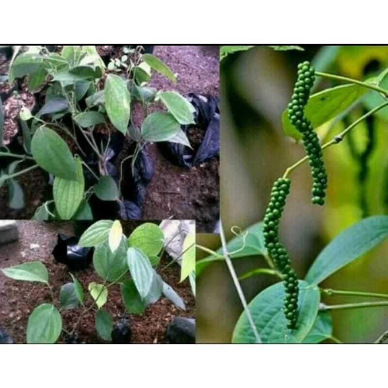 Bibit Tanaman Merica Lada