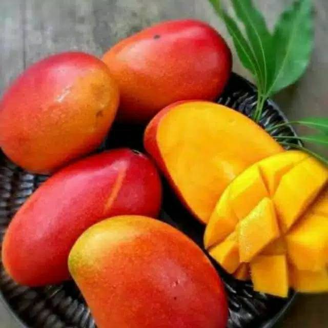 BIBIT MANGGA GEDONG GINCU SUPER