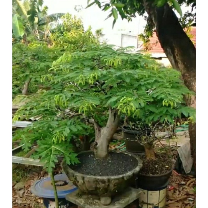 Bonsai Asem Jawa
