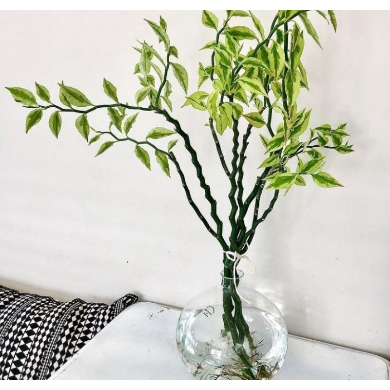 Zig zag plant / tanaman patah tulang