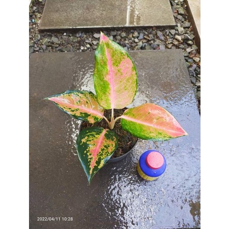 Bunga Aglonema Kochin Pelangi ukuran remaja