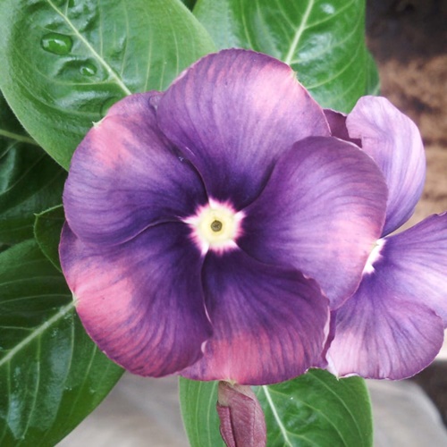 G17 BIJI BENIH VINCA GANTUNG JUNTAI PURPLE VIOLET PLUM  fresh seed