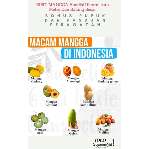 Bibit Tanaman Mangga Ukuran Satu Meter Gratis Pupuk Dan Panduan Perawatan