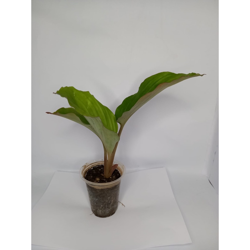 bibit kunyit hitam asli batang merah