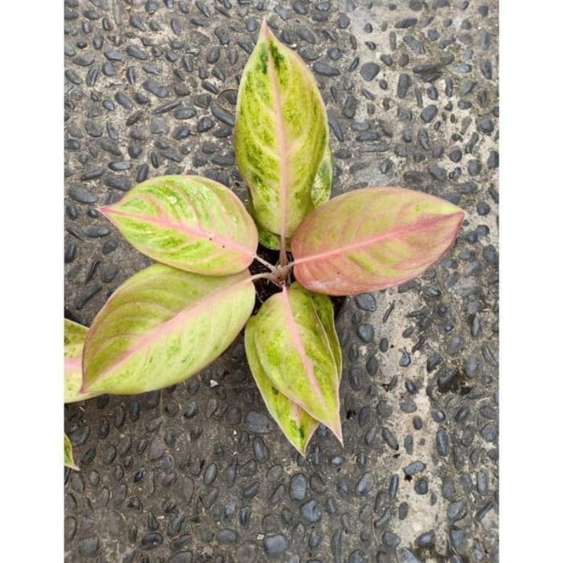 Bibit Aglonema Wulandari