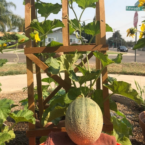 Benih Melon Orange/ Melon Cantaloupe Hales Best Jumbo