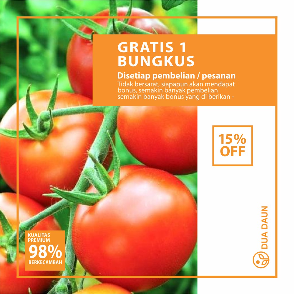 25 Benih Biji Tomat Buah Besar Nirmala