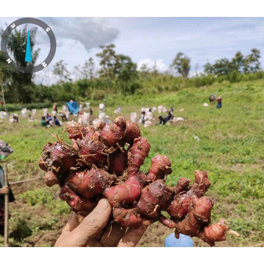 

3kg Jahe Merah Medan SUPER Segar