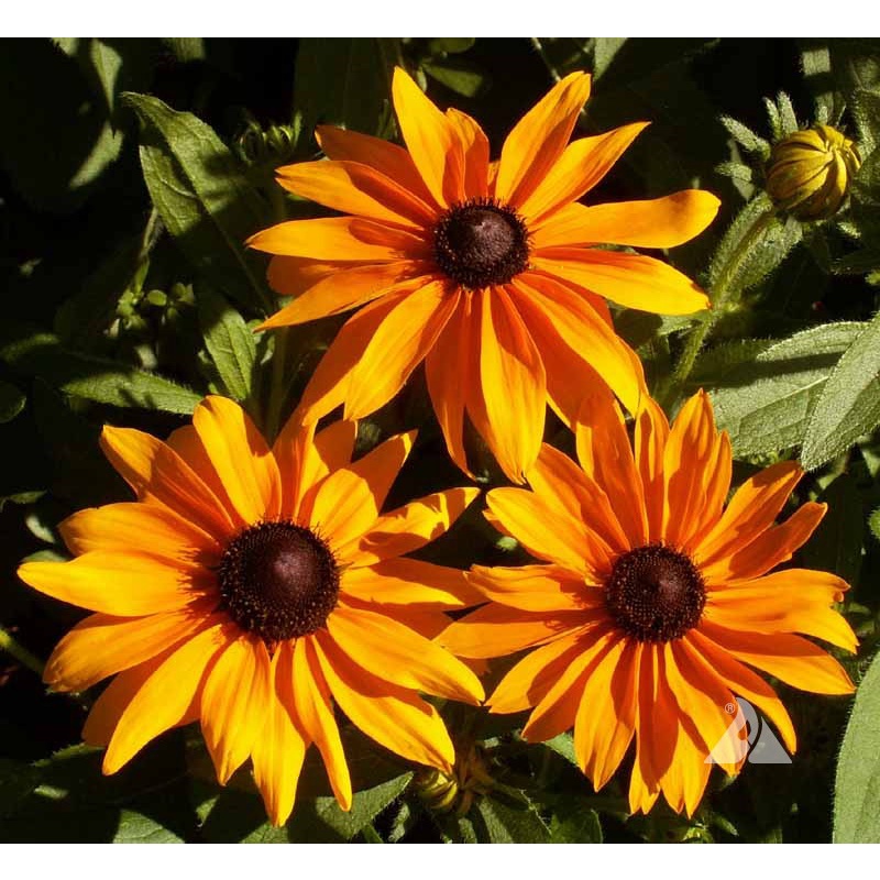 Benih Bibit Biji - Bunga Rudbeckia hirta Marmalade Flower Seeds - IMPORT