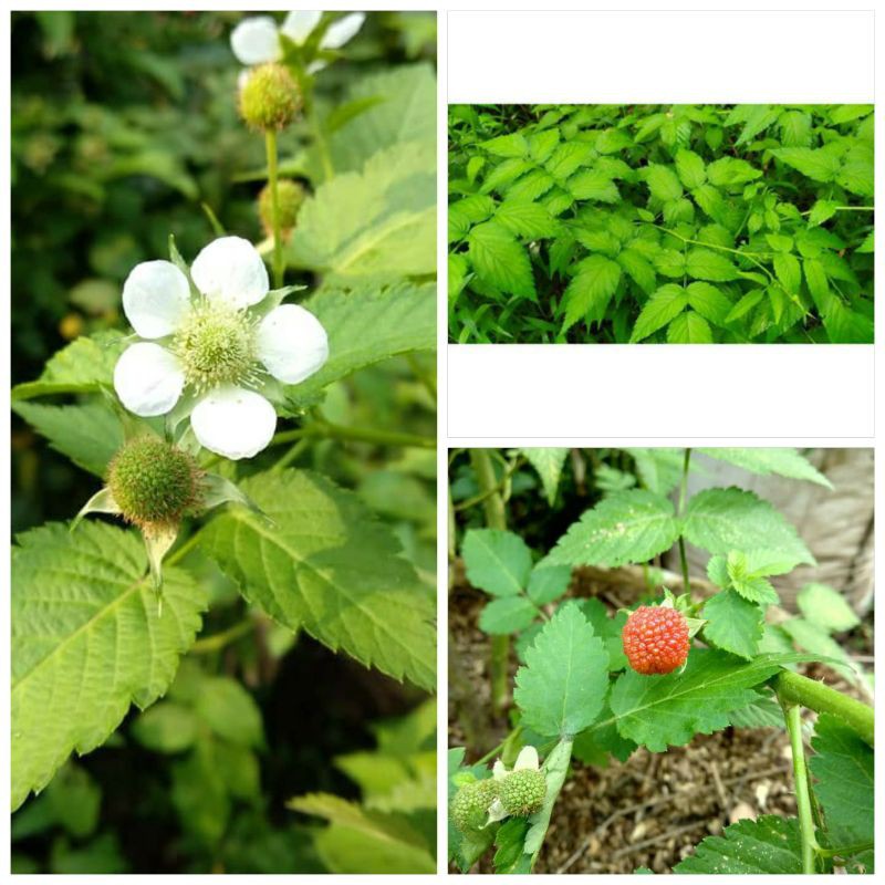 

Daun Arben Hutan/Gucen Obat Herbal