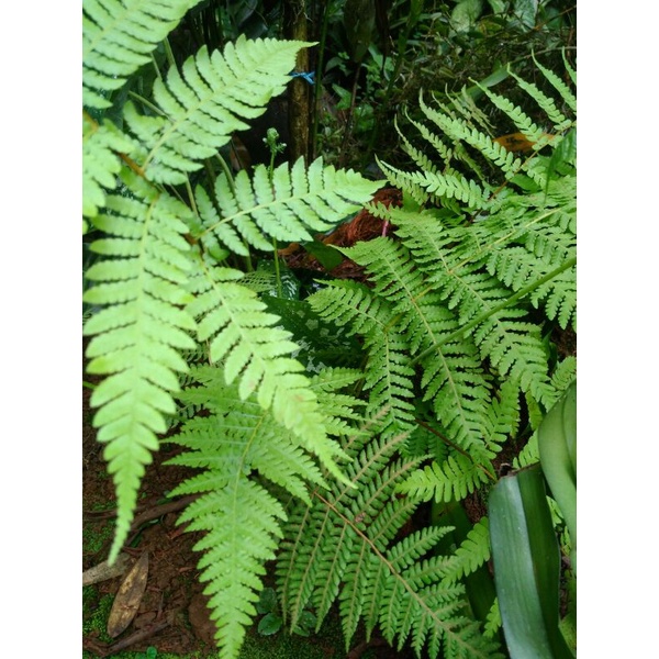 Bibit Pakis monyet,pakis kera,pakis haji,paku haji bulu putih/hitam "mini" Berdaun