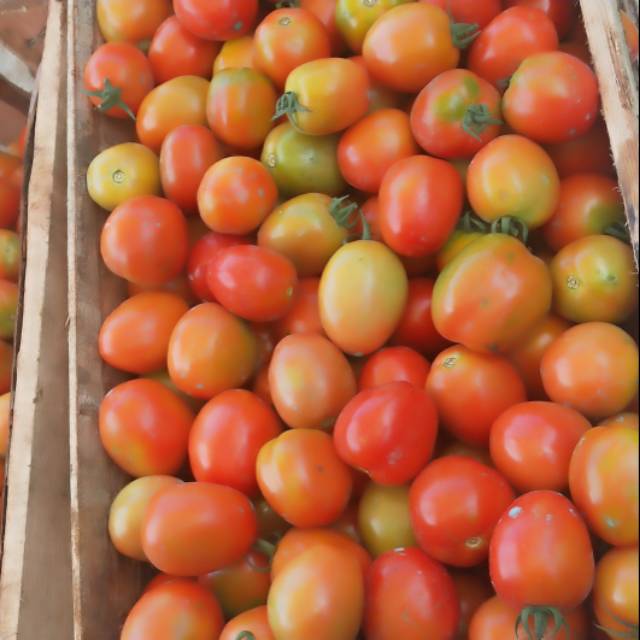 

Tomat merah, berat 500gram