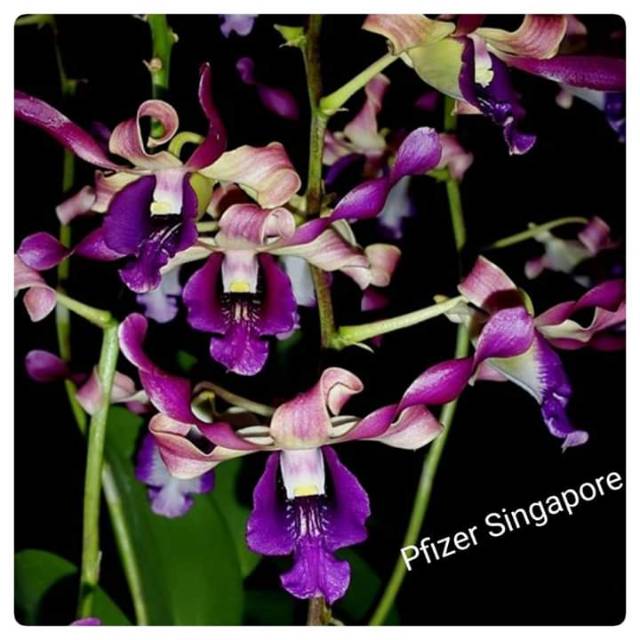 Anggrek Dendrobium Pfizer Singapore kondisi pra dewasa si cantik dengan kombinasi warna yang menarik