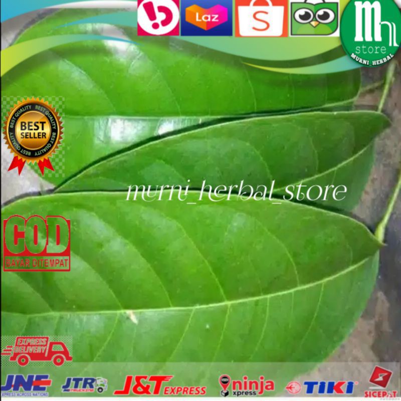 

Tanaman Herbal Daun Hantap Segar 500gram Mh_Store.