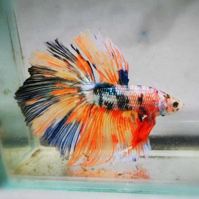 HALFMOON NEMO GALAXY KOI GALAXY MALE