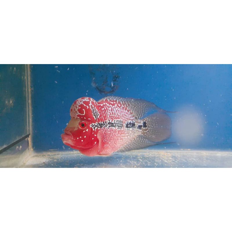 Ikan Louhan/Lohan SRD X Cencu ukuran 2-3cm