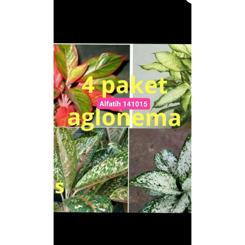PROMO/ 4 paket aglonema Termurah-4 jenis aglonema termurah-Bunga aglonema paket 4 jenis-Tanaman hias