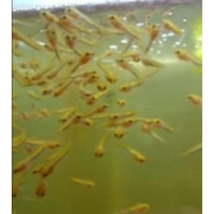 baby limbata golden cantix