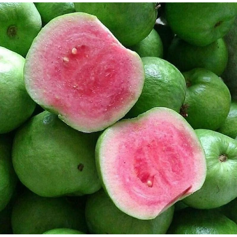 jambu kristal merah