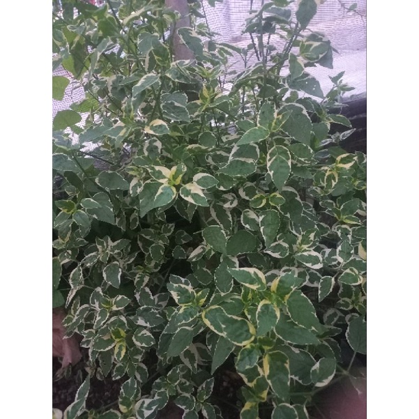 Tanaman penghias pagar TORENIA VARIGATA