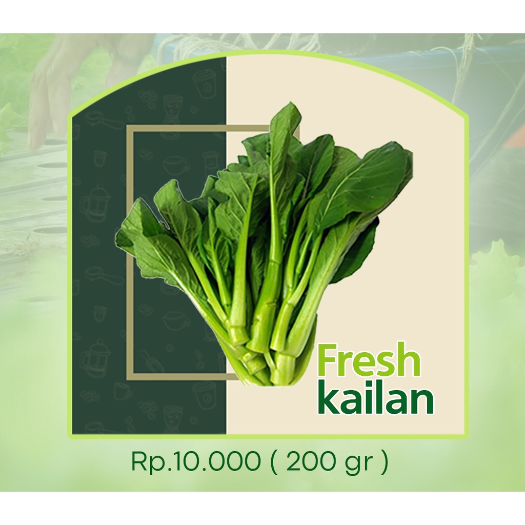 

Kailan Freshpick By Jirifarm Sayur Segar Hidroponik