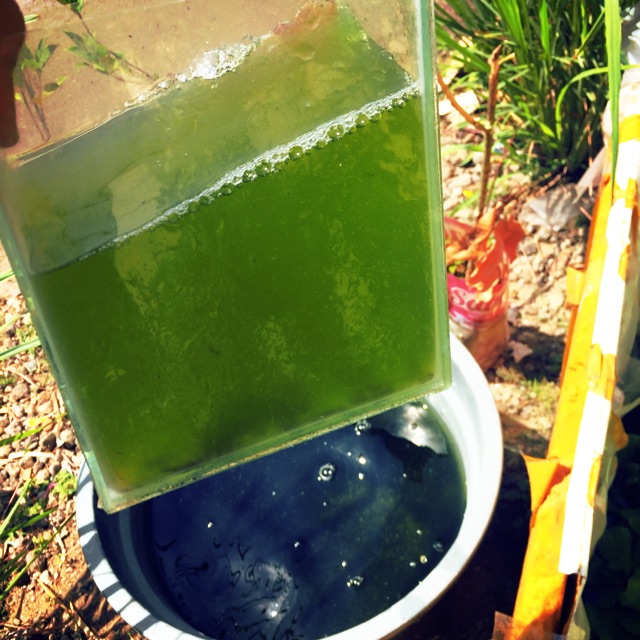 Green water starter air hijau  chlorela pakan kutir kutu air moina pakan dapnia dm